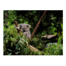 koala post card