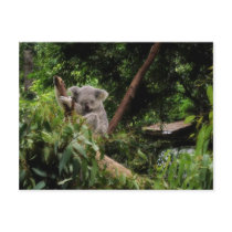 koala post card