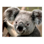 Koala Postcard