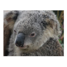 Koala Postcards