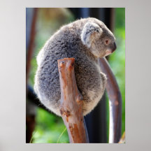 Koala Poster