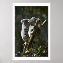 Koala Posters