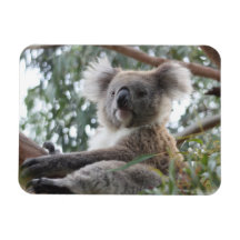 Koala Premium Magnet