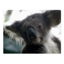 Koala QLD Australie de carte postale
