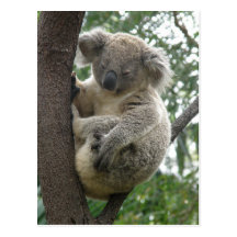 Koala QLD Australie de carte postale