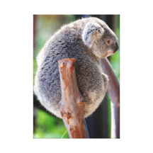 Koala Stretched Canvas Gallery Wrapped Canvas