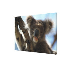 koala stretched canvas print
