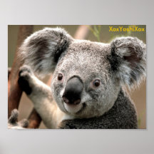 Koala, XoxYoshiXox Poster