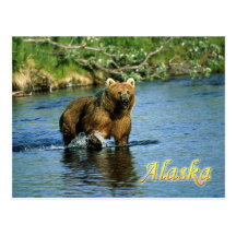 Kodiak brown bear, Alaska Post Card