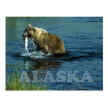 Kodiak brown bear fishing in Alaska Postcard