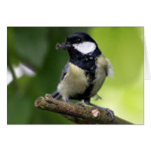 Kohlmeise Greeting Card
