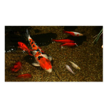 Koi Carp Business card 4