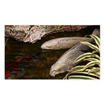 Koi Carp Business card 6