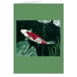 Koi Fish In Pond Card