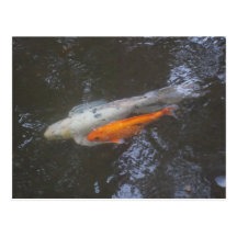 KOI Fish in the pond Post Cards
