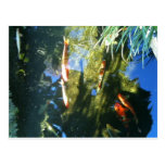Koi fish postcards