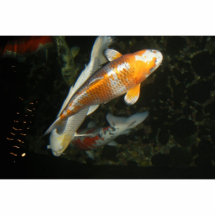 Koi in Pond-F7693 Photo Sculptures