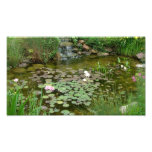 Koi Pond Photo Enlargement