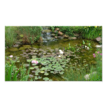 Koi Pond Photo Enlargement