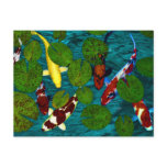 KOI POND