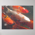Koi Poster posters