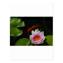 koi  swimming around lotus postcard