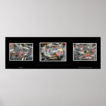 Koi Triptych Posters