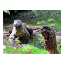 Komodo Dragon (0606) Postcard