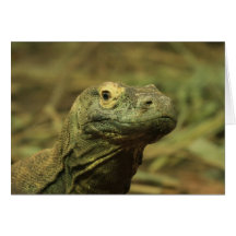 Komodo Dragon Cards