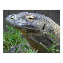 Komodo Dragon Close Up Post Card