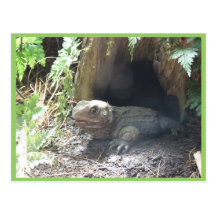Komodo Dragon Coming Out Of His Home Under Tree Post Cards