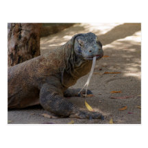 Komodo Dragon Licking Post Cards
