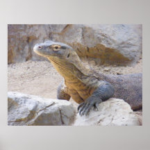 Komodo Dragon Poster