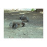 Komodo Dragons Post Card