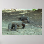 Komodo Dragons Poster