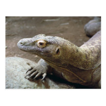 Komodo Profile Postcard