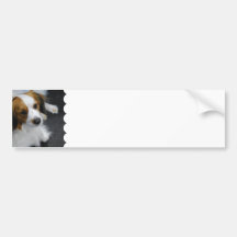 Kooikerhondje Dog  Bumper Sticker