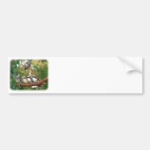 Kookaburra 9Y172D-004 Bumper Stickers