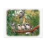 Kookaburra 9Y172D-004 Postcards