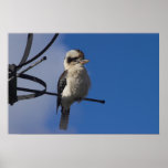 Kookaburra Posters