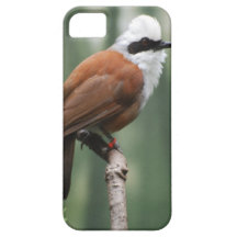 Kookaburra Bird iPhone 5 Case