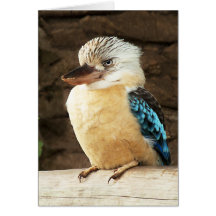 Kookaburra Cards