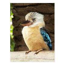Kookaburra Cartes Postales