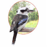 Kookaburra in Circle Photo Cutout