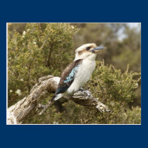 Kookaburra postcards