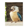 Kookaburra Postcards