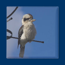 Kookaburra magnets
