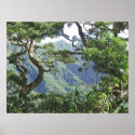 Ko'olau Mountains and Koa trees posters