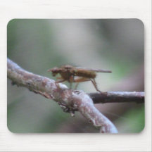 Kooskooskia Idaho Insects Arachnids Spiders Mouse Pads