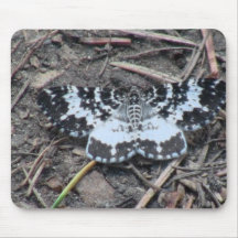 Kooskooskia Idaho Insects Arachnids Spiders Mouse Pads